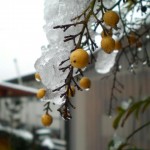白南天。