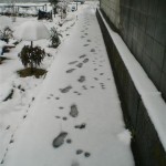 雪の日の朝の散歩